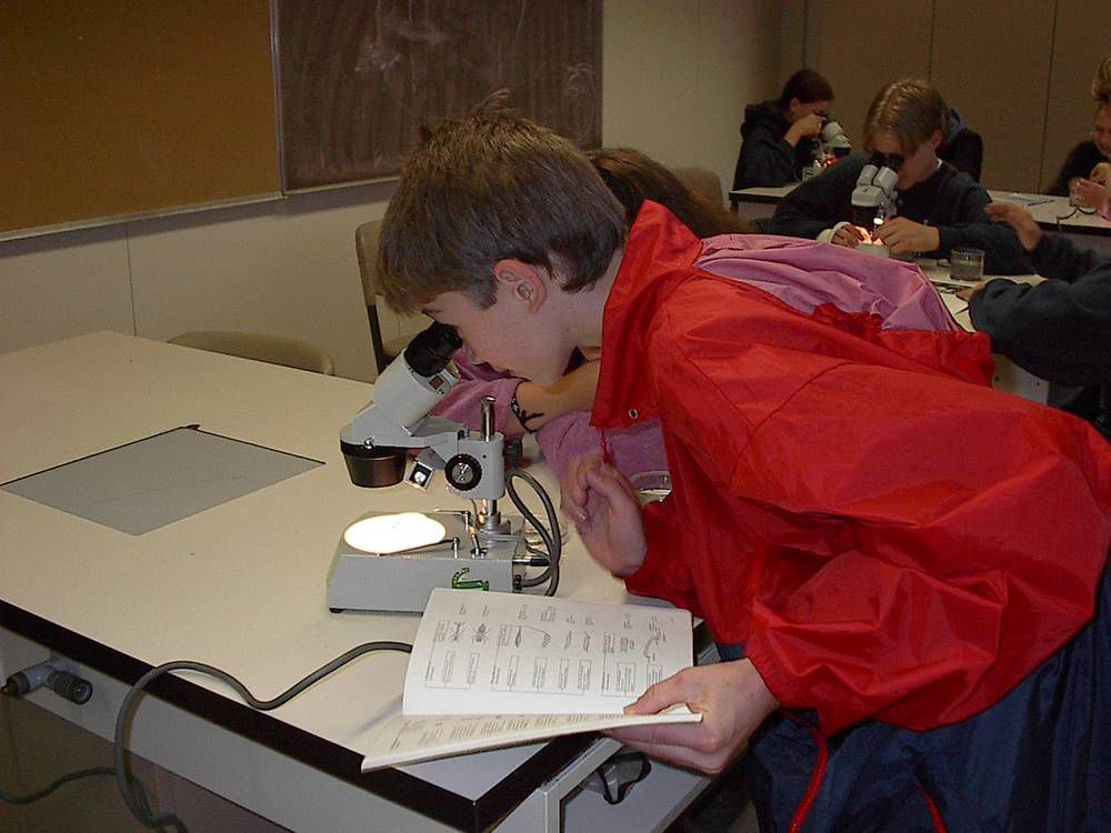 Im Labor können die gesammelten Tiere dann mit Stereolupe und Mikroskop untersucht und bestimmt werden.