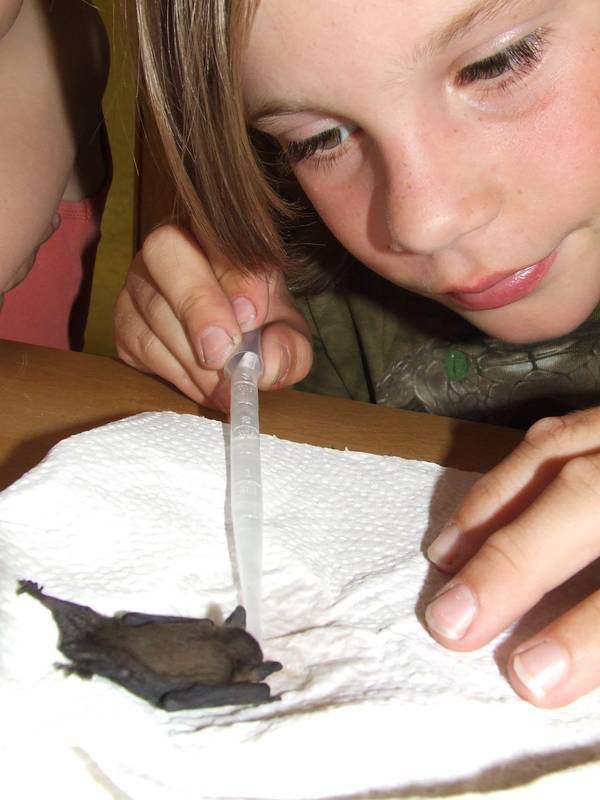 Eine Schülerin füttert die Fledermaus.